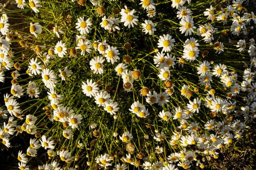 Some Fresh Yellow and White Camomilla Daisy Flowers