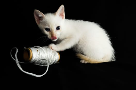 White Young Baby Cat on a Black Background