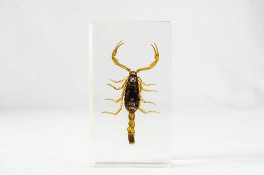 Pickled Golden Scorpion preserved in Formaldehyde on a White Background