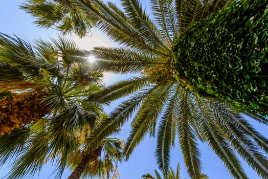 exotic palms with big green leaves,with shining sun and blue sky in background,photo taken from bottom,ultra wide angle of view.