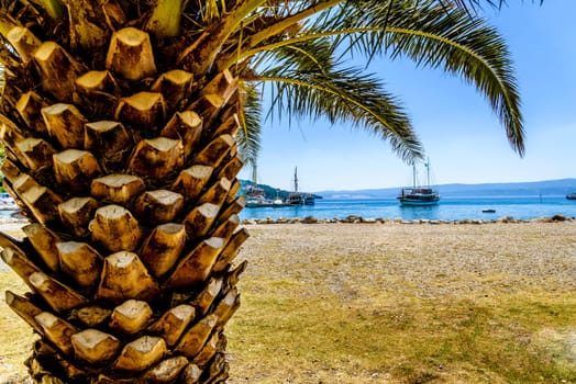 exotic palm trunk with sharp pattern and big green leaves and visible passenger ship heading to the harbor,photo taken on a sunny day,in background visible cloudless sky. space for text.