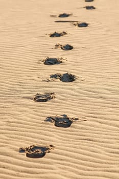 footprints visible in yellow sand desert on sunny hot day.