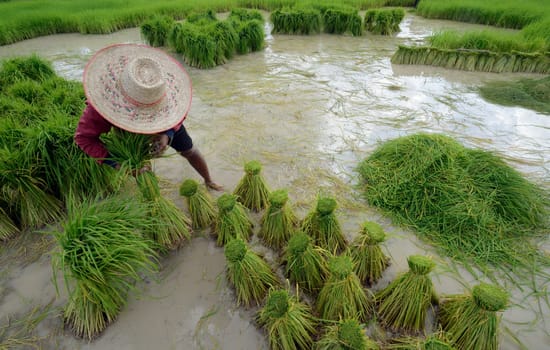 Rice fields and agriculture in the province of Amnat Charoen northwest of Ubon Ratchathani in northeastern Thailand in South East Asia.