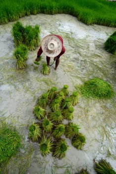 Rice fields and agriculture in the province of Amnat Charoen northwest of Ubon Ratchathani in northeastern Thailand in South East Asia.