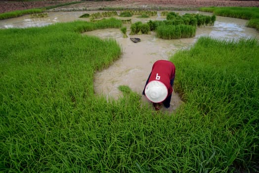 Rice fields and agriculture in the province of Amnat Charoen northwest of Ubon Ratchathani in northeastern Thailand in South East Asia.