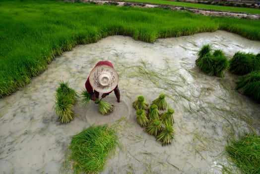 Rice fields and agriculture in the province of Amnat Charoen northwest of Ubon Ratchathani in northeastern Thailand in South East Asia.
