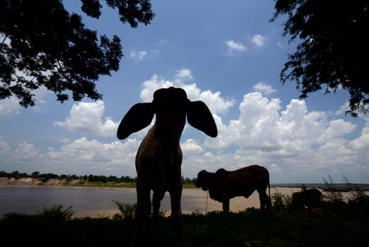 Long-ears stand by the stone landscape in the Mekong River of the Sam Phan Bok Natural Park near Lakhon Pheng on the Mekong River in Amnat Charoen province northwest of Ubon Ratchathani in northeastern Thailand in South East Asia.
