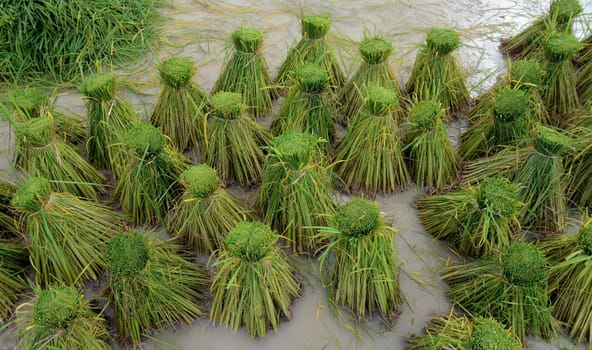 Rice fields and agriculture in the province of Amnat Charoen northwest of Ubon Ratchathani in northeastern Thailand in South East Asia.
