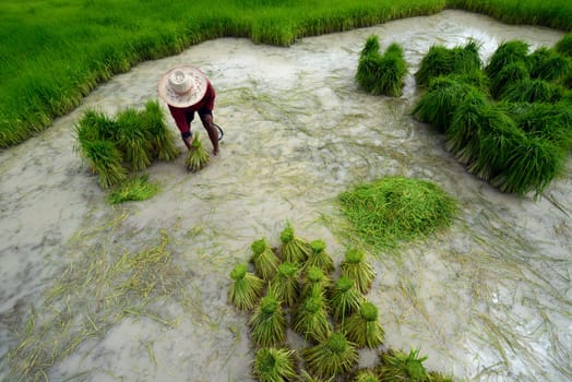 Rice fields and agriculture in the province of Amnat Charoen northwest of Ubon Ratchathani in northeastern Thailand in South East Asia.