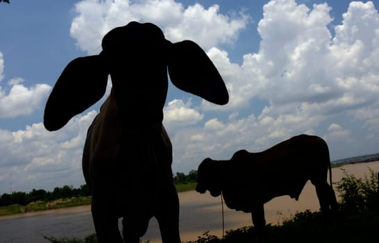 Long-ears stand by the stone landscape in the Mekong River of the Sam Phan Bok Natural Park near Lakhon Pheng on the Mekong River in Amnat Charoen province northwest of Ubon Ratchathani in northeastern Thailand in South East Asia.