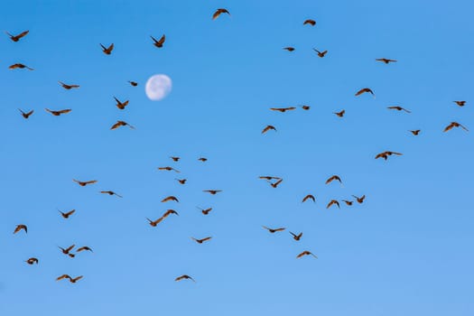 photo presents flock of several dozen of birds flying in blue sky,moon in background.