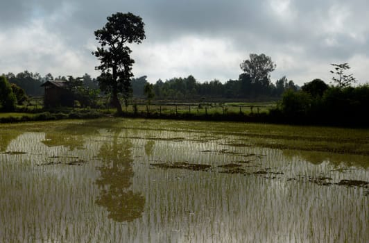 Rice fields and agriculture in the province of Amnat Charoen northwest of Ubon Ratchathani in northeastern Thailand in South East Asia.