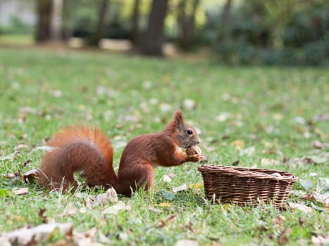 curious squirrel
