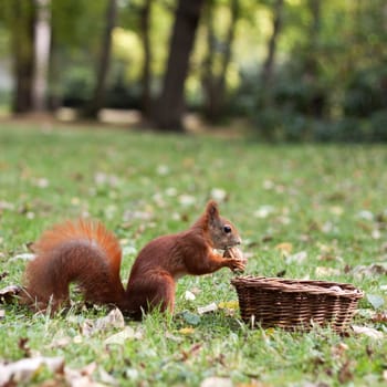 squirrel with walnut