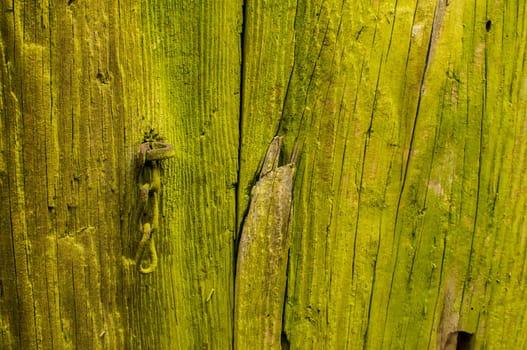 Green-yellow painted wooden board surface closeup as background