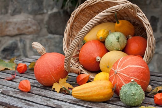 basket with colorful breeding pumpkins