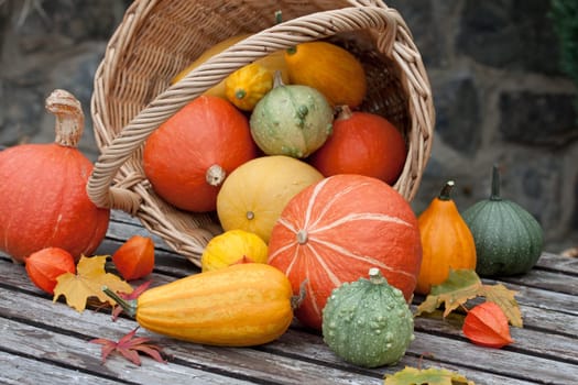 basket with colorful breeding pumpkins