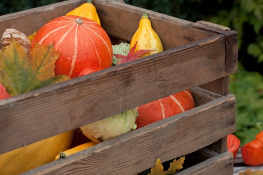 colorful pumpkin mix