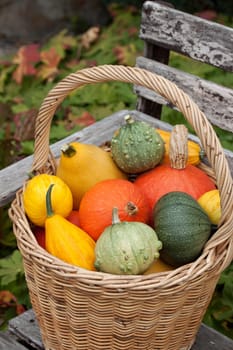 basket with colorful breeding pumpkins
