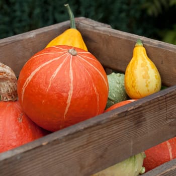 colorful pumpkin mix