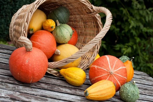 basket with colorful breeding pumpkins