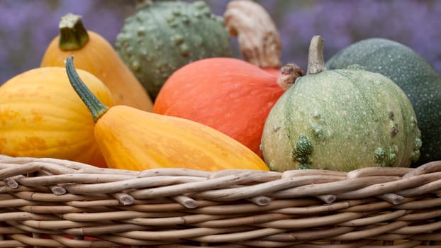 basket with colorful breeding pumpkins