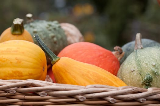 basket with colorful breeding pumpkins