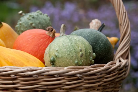 basket with colorful breeding pumpkins
