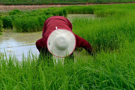 Rice fields and agriculture in the province of Amnat Charoen northwest of Ubon Ratchathani in northeastern Thailand in South East Asia.
