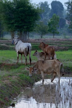 Cattle in the pasture in a rice field in the province of Amnat Charoen northwest of Ubon Ratchathani in northeastern Thailand in South East Asia.