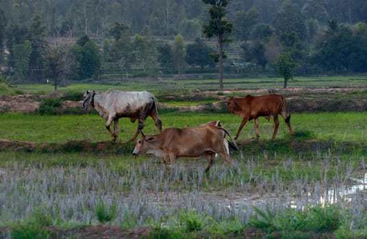 Cattle in the pasture in a rice field in the province of Amnat Charoen northwest of Ubon Ratchathani in northeastern Thailand in South East Asia.