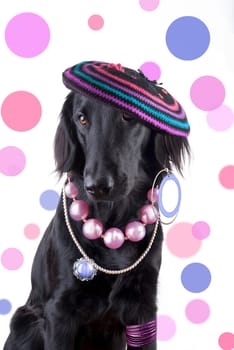 A female Dog dressed as a funky Lady with lots of Jewels