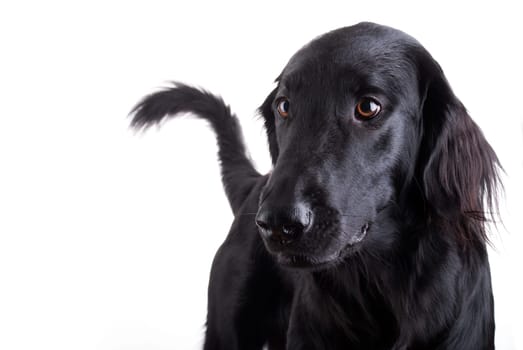 A Huge Black Dog Standing and Observing, Isolated