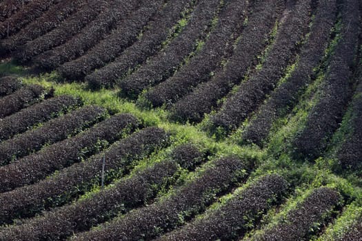 The landscape with tea plantations at the mountain village Of Mae Salong in the hilly landscape of Chiang Rai in Chiang Rai Province in northern Thailand in South East Asia.