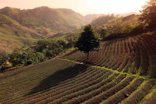 The landscape with tea plantations at the mountain village Of Mae Salong in the hilly landscape of Chiang Rai in Chiang Rai Province in northern Thailand in South East Asia.