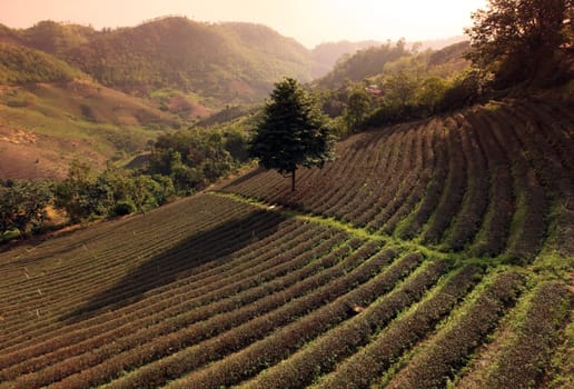 The landscape with tea plantations at the mountain village Of Mae Salong in the hilly landscape of Chiang Rai in Chiang Rai Province in northern Thailand in South East Asia.