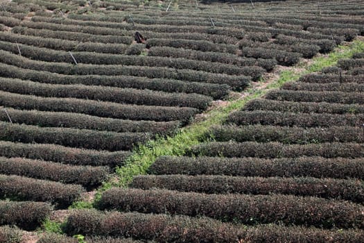 The landscape with tea plantations at the mountain village Of Mae Salong in the hilly landscape of Chiang Rai in Chiang Rai Province in northern Thailand in South East Asia.