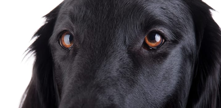 Brown Eyes of a Black Flat Coated Retriever Female, Isolated