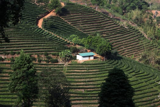 The landscape with tea plantations at the mountain village Of Mae Salong in the hilly landscape of Chiang Rai in Chiang Rai Province in northern Thailand in South East Asia.