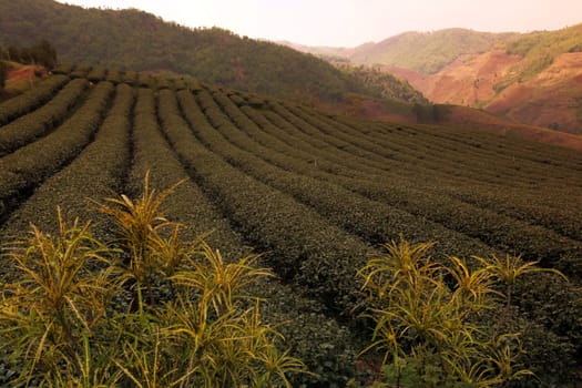 The landscape with tea plantations at the mountain village Of Mae Salong in the hilly landscape of Chiang Rai in Chiang Rai Province in northern Thailand in South East Asia.
