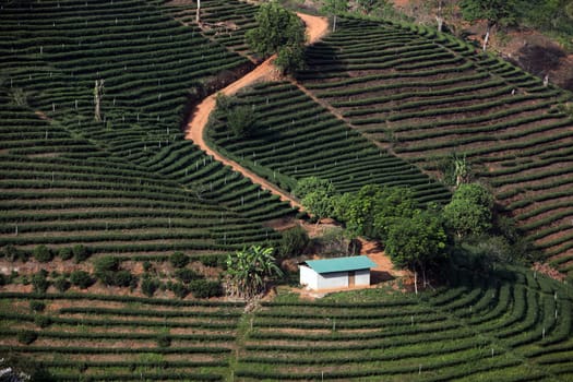 The landscape with tea plantations at the mountain village Of Mae Salong in the hilly landscape of Chiang Rai in Chiang Rai Province in northern Thailand in South East Asia.