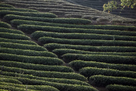 The landscape with tea plantations at the mountain village Of Mae Salong in the hilly landscape of Chiang Rai in Chiang Rai Province in northern Thailand in South East Asia.