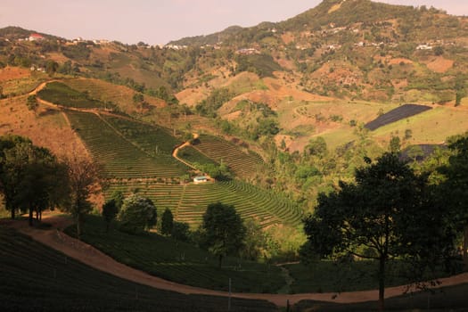 The landscape with tea plantations at the mountain village Of Mae Salong in the hilly landscape of Chiang Rai in Chiang Rai Province in northern Thailand in South East Asia.