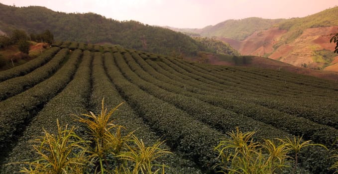 The landscape with tea plantations at the mountain village Of Mae Salong in the hilly landscape of Chiang Rai in Chiang Rai Province in northern Thailand in South East Asia.