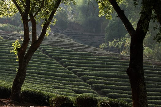The landscape with tea plantations at the mountain village Of Mae Salong in the hilly landscape of Chiang Rai in Chiang Rai Province in northern Thailand in South East Asia.