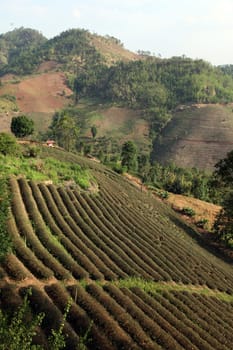 The landscape with tea plantations at the mountain village Of Mae Salong in the hilly landscape of Chiang Rai in Chiang Rai Province in northern Thailand in South East Asia.