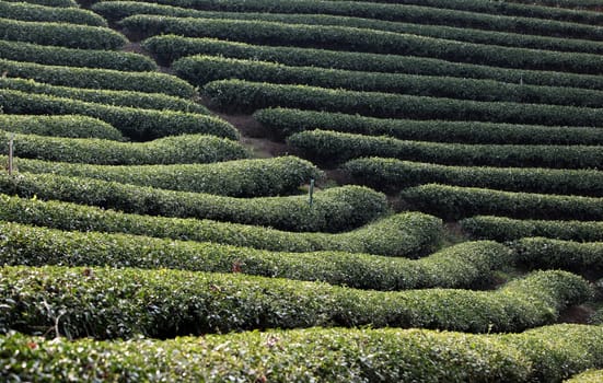 The landscape with tea plantations at the mountain village Of Mae Salong in the hilly landscape of Chiang Rai in Chiang Rai Province in northern Thailand in South East Asia.