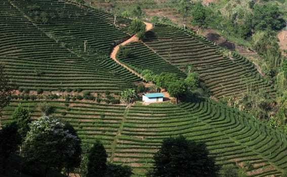 The landscape with tea plantations at the mountain village Of Mae Salong in the hilly landscape of Chiang Rai in Chiang Rai Province in northern Thailand in South East Asia.