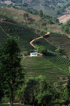 The landscape with tea plantations at the mountain village Of Mae Salong in the hilly landscape of Chiang Rai in Chiang Rai Province in northern Thailand in South East Asia.