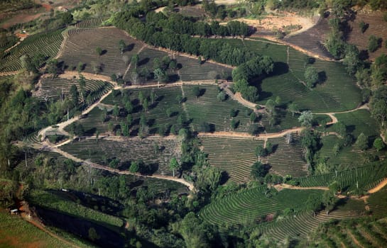 The landscape with tea plantations at the mountain village Of Mae Salong in the hilly landscape of Chiang Rai in Chiang Rai Province in northern Thailand in South East Asia.